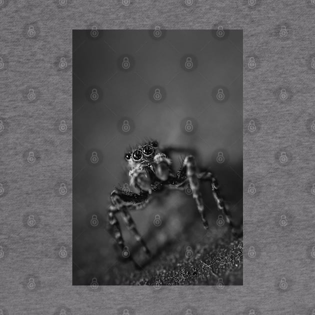 Scurry, Macro Jumping Spider Black and White Photo by love-fi